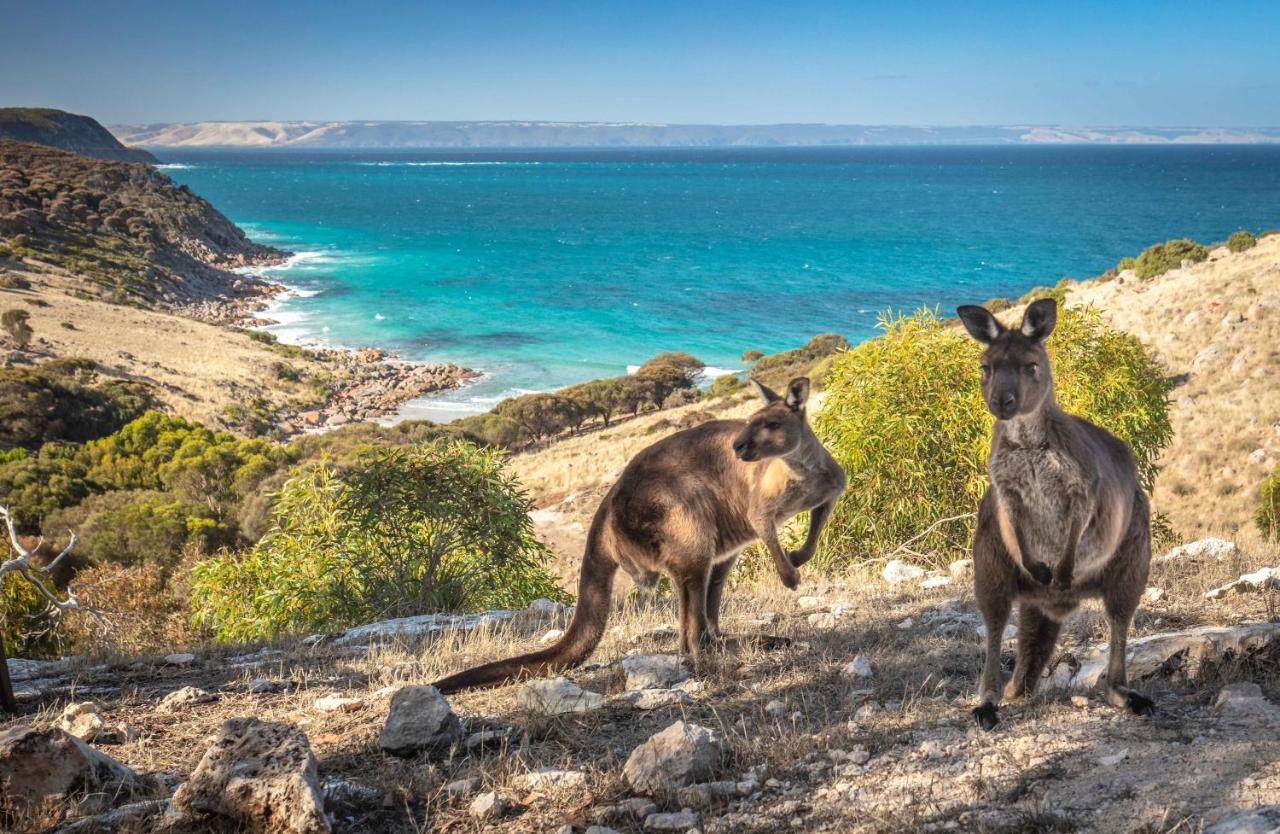 Sea Dragon Kangaroo Island Penneshaw Exteriér fotografie